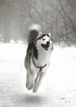 Epic Husky GIF
